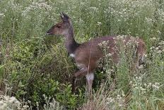 CQ2R6312Bush Buck-Bob Langrish-Giclee Print