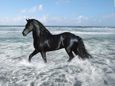 Dream Horses 015