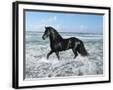 Chelsea Black