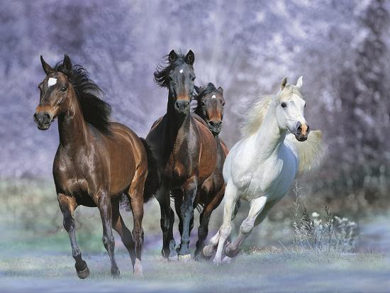 Dream Horses 027 Photographic Print Bob Langrish AllPosters Dream Horses 027 Photographic Print Bob Langrish AllPosters