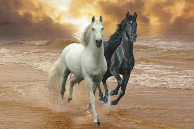 Poster 24" x 16" Beautiful Horse Running 