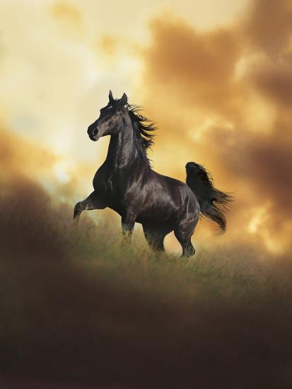 Premium Photographic Print, , large