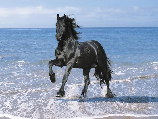 Premium Photographic Print, , large
