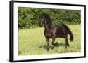 Chelsea Black