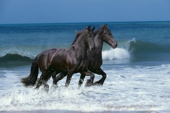 Premium Photographic Print, , large