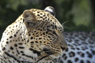 Leopard bobs online