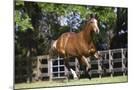 Wood Mount