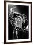 Bob Marley En Concert De Reggae Au Roxy, Los Angeles Le 26 Mai 1976-null-Framed Photo