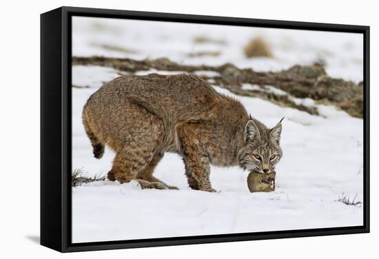 Bob the Cat-Verdon-Framed Stretched Canvas