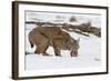 Bob the Cat-Verdon-Framed Photographic Print