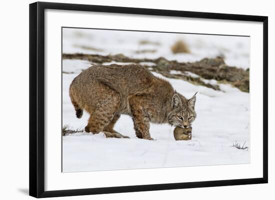 Bob the Cat-Verdon-Framed Photographic Print