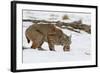 Bob the Cat-Verdon-Framed Photographic Print