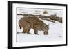 Bob the Cat-Verdon-Framed Photographic Print