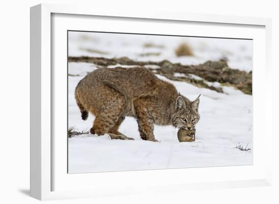 Bob the Cat-Verdon-Framed Photographic Print