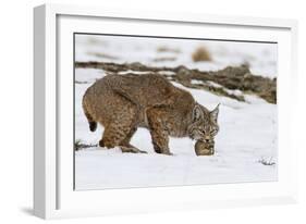 Bob the Cat-Verdon-Framed Photographic Print