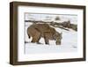 Bob the Cat-Verdon-Framed Photographic Print