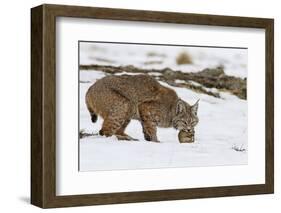 Bob the Cat-Verdon-Framed Photographic Print