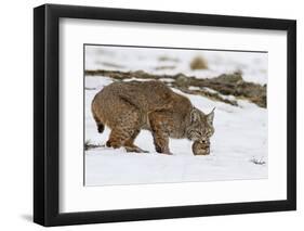 Bob the Cat-Verdon-Framed Photographic Print