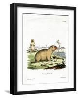 Bobac Marmot-null-Framed Giclee Print