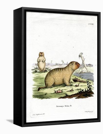 Bobac Marmot-null-Framed Stretched Canvas