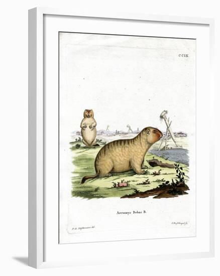 Bobac Marmot-null-Framed Giclee Print