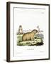 Bobac Marmot-null-Framed Giclee Print