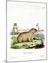 Bobac Marmot-null-Mounted Giclee Print