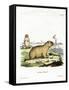 Bobac Marmot-null-Framed Stretched Canvas