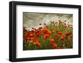 Bobbi’s Poppies-David Winston-Framed Giclee Print