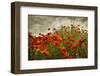 Bobbi’s Poppies-David Winston-Framed Giclee Print