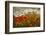 Bobbi’s Poppies-David Winston-Framed Giclee Print