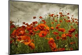 Bobbi’s Poppies-David Winston-Mounted Giclee Print