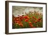 Bobbi’s Poppies-David Winston-Framed Giclee Print