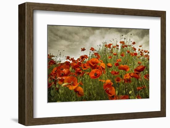 Bobbi’s Poppies-David Lorenz Winston-Framed Art Print