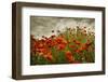 Bobbi’s Poppies-David Lorenz Winston-Framed Art Print