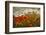 Bobbi’s Poppies-David Lorenz Winston-Framed Art Print