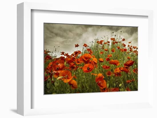 Bobbi’s Poppies-David Lorenz Winston-Framed Art Print