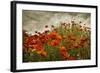 Bobbi’s Poppies-David Lorenz Winston-Framed Art Print