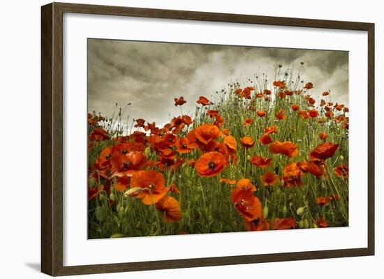 Bobbi’s Poppies-David Lorenz Winston-Framed Art Print