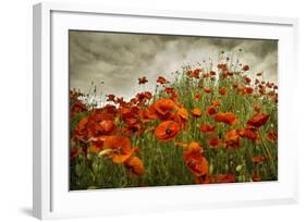 Bobbi’s Poppies-David Lorenz Winston-Framed Art Print