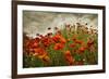 Bobbi’s Poppies-David Lorenz Winston-Framed Art Print