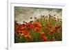 Bobbi’s Poppies-David Lorenz Winston-Framed Art Print