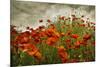 Bobbi’s Poppies-David Lorenz Winston-Mounted Art Print