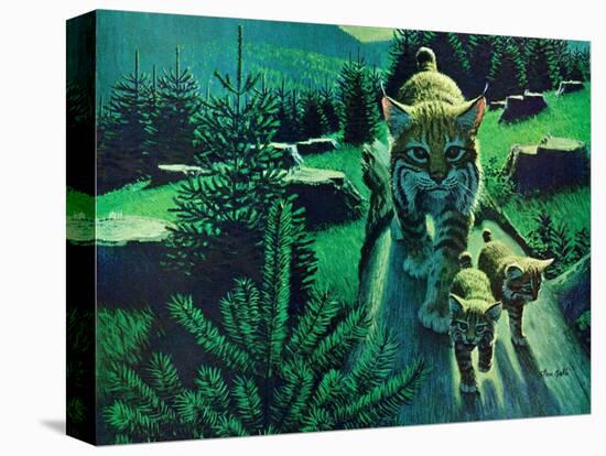 Bobcat and Kittens-Stan Galli-Stretched Canvas