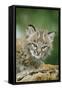 Bobcat Close-Up of Kitten-null-Framed Stretched Canvas