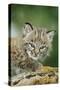 Bobcat Close-Up of Kitten-null-Stretched Canvas