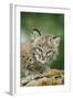 Bobcat Close-Up of Kitten-null-Framed Photographic Print