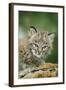 Bobcat Close-Up of Kitten-null-Framed Photographic Print