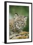 Bobcat Close-Up of Kitten-null-Framed Photographic Print