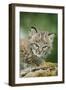 Bobcat Close-Up of Kitten-null-Framed Photographic Print